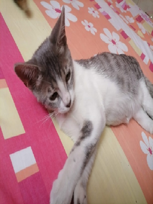 Title details for Las Aventuras De Horus El Gato Soñador by Jonathan - Available